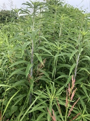 Helianthus verticillatus