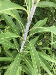 Helianthus verticillatus