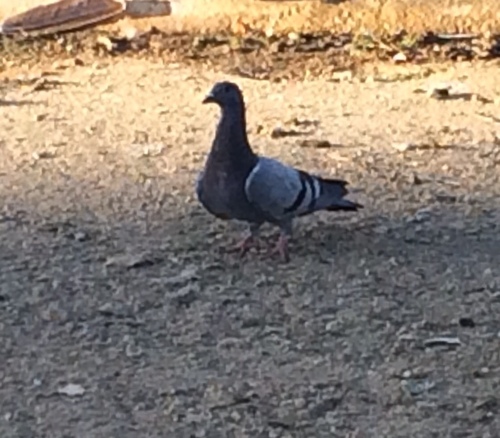 photo of Rock Pigeon (Columba livia)