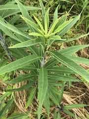 Helianthus verticillatus