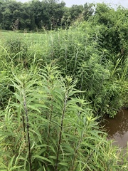 Helianthus verticillatus