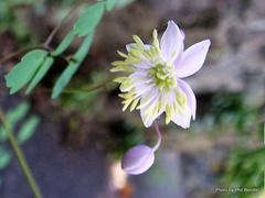 Thalictrum reniforme