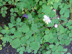 Thalictrum reniforme
