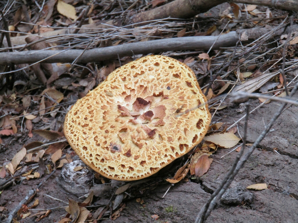 Fomitopsis maculatissima · February 2018 · photo: © ezequielvera (iNaturalist, cc-by)