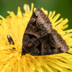 Euclidia ardita