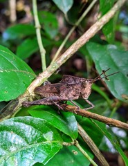 Colpolopha praemorsa