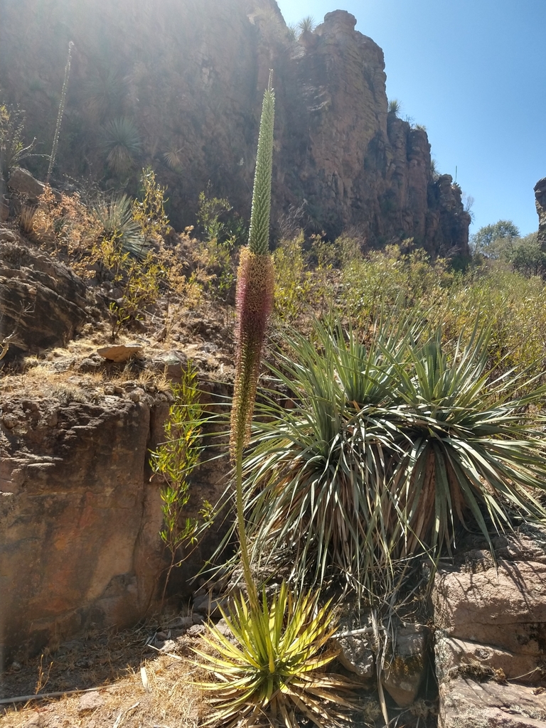 Agave sororum (Spider Web Agave)