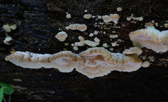 Tyromyces fumidiceps