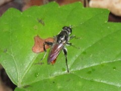 Xylota bicolor