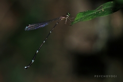 Protosticta trilobata