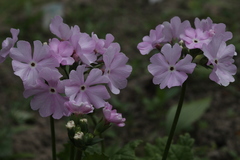 Primula sieboldii