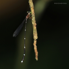 Protosticta trilobata