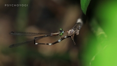 Protosticta trilobata