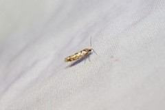 Argyresthia alternatella