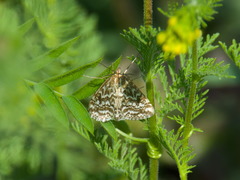 Evergestis frumentalis