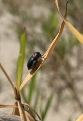 Saxinis saucia