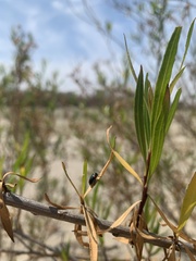 Saxinis saucia