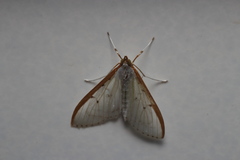 Palpita nigropunctalis