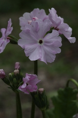 Primula sieboldii