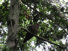 Patagioenas araucana