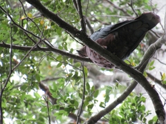 Patagioenas araucana