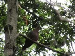 Patagioenas araucana