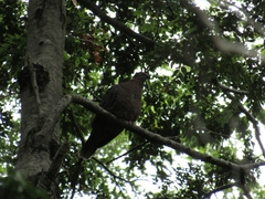 Patagioenas araucana
