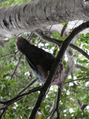 Patagioenas araucana