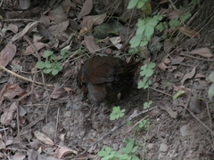 Scelorchilus rubecula