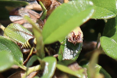 Ancistrocerus waldenii