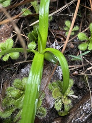 Chamaescilla corymbosa