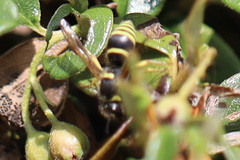 Ancistrocerus waldenii