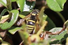Ancistrocerus waldenii