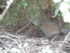 Scelorchilus rubecula
