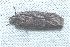 Agriophara leptosemela