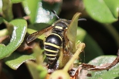Ancistrocerus waldenii