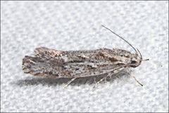 Agriophara leptosemela