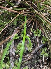 Chamaescilla corymbosa