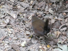 Scelorchilus rubecula