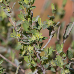 Phyllanthus carpentariae