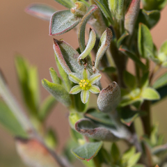 Phyllanthus carpentariae