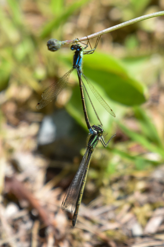 Swift Forktail photo 4