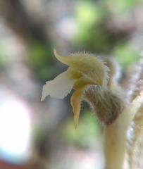 Sarcoglottis schaffneri