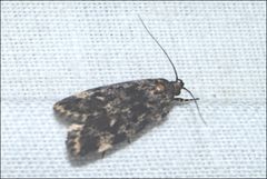 Barea codrella