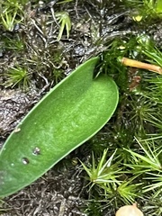 Cryptostylis subulata