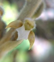 Sarcoglottis schaffneri