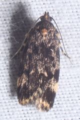 Barea codrella