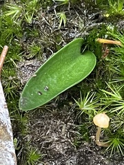 Cryptostylis subulata