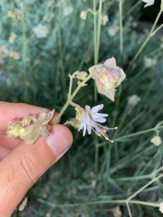 Mirabilis linearis linearis