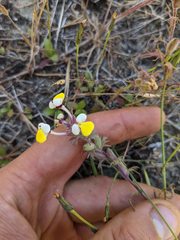 Triphysaria eriantha